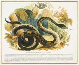 ボアコンストリクター、教育イラストパブ。キリスト教の知識を促進するための協会、1843年（アクアチント）